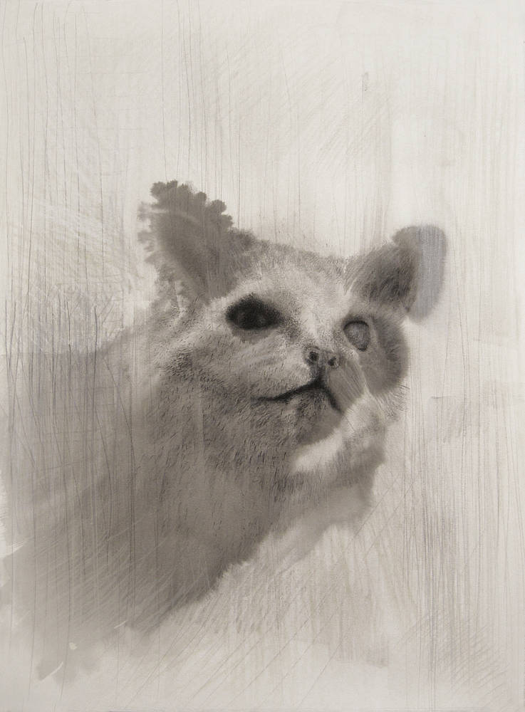 Erich Gruber, Katze 1, 2012, Bleistift, Tusche auf Papier, Fotocredit: Erich Gruber, Ankauf Galerie Welz Salzburg